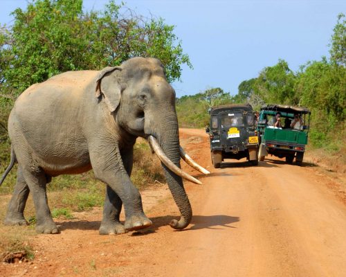 Elephant-Yala-National-Park-Sri-Lanka-Surf-Travel